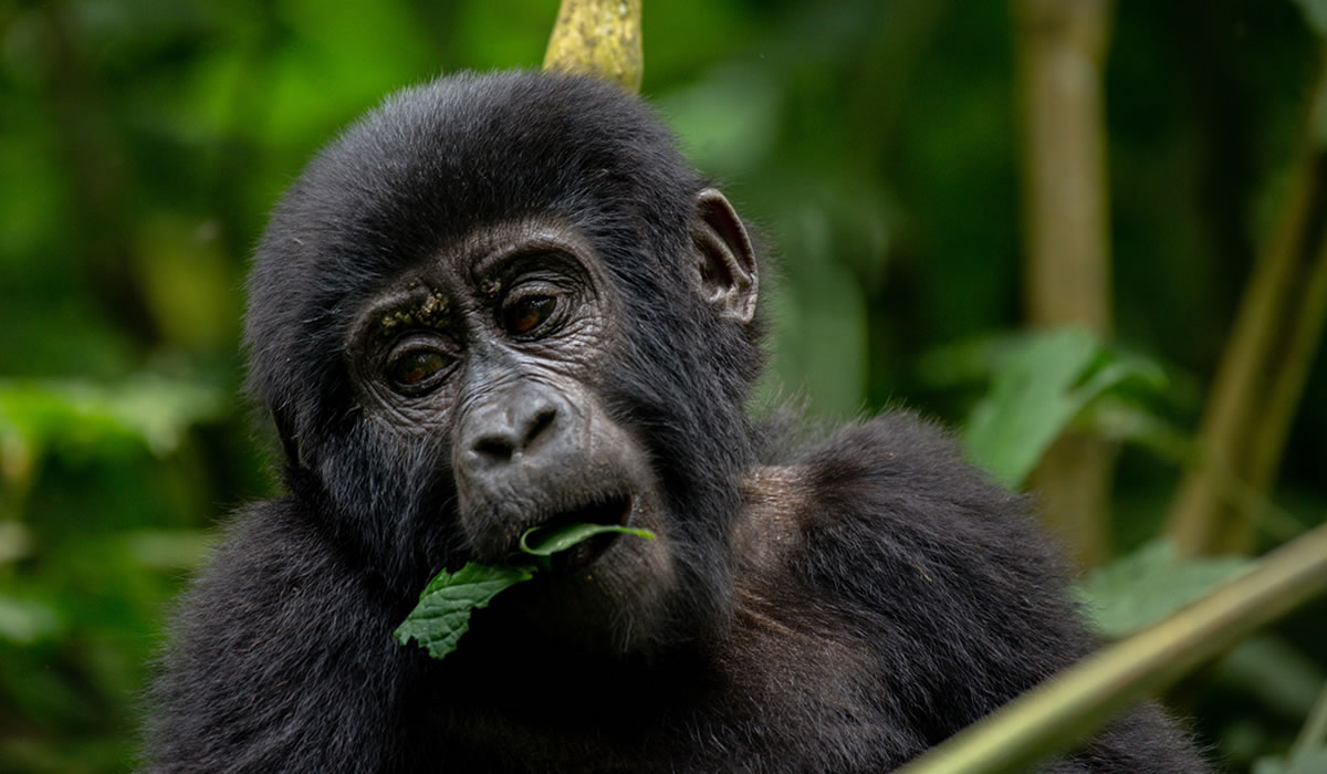 11 Days Exclusive Gorilla Trekking and Wildlife Uganda Safari