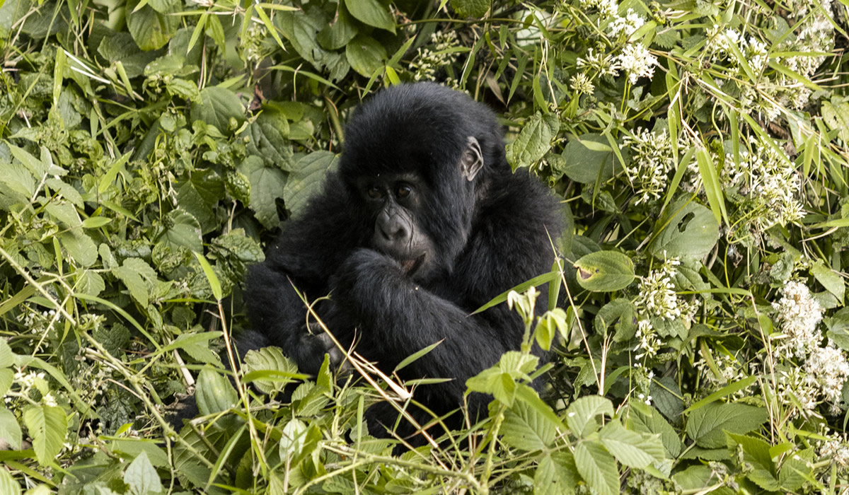 Akagera 2 day safari,12 Days Ultimate Rwanda and Uganda Primate and Wildlife Safari