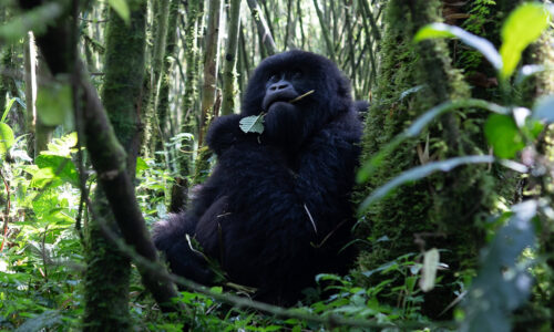 10 Days Rwanda Luxury Wildlife and Primate Safari 10 Days Rwanda Luxury Wildlife and Primate Safari, Luxury Rwanda Safaris