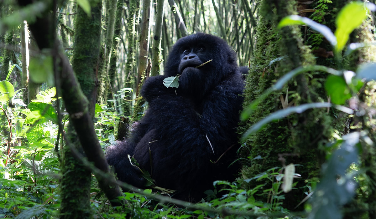 10 Days Rwanda Luxury Wildlife and Primate Safari, Luxury Rwanda Safaris