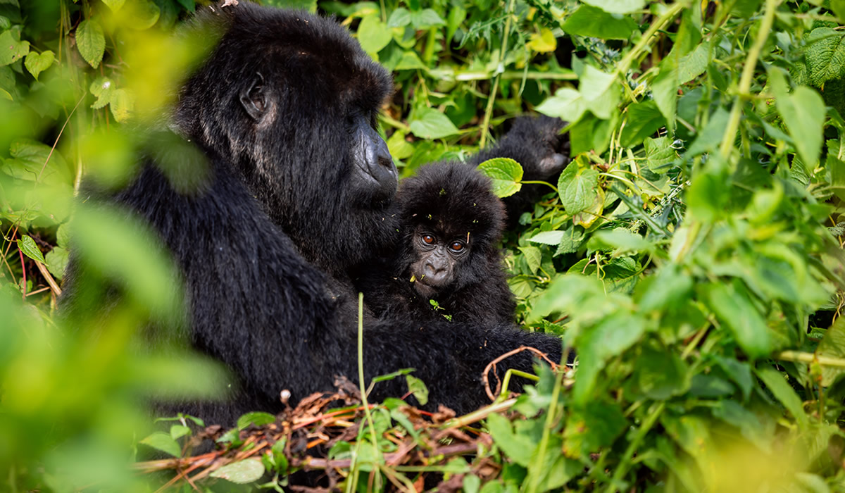 1 day Rwanda Gorilla trekking,14 Days Rwanda and Uganda Grand Gorilla Trekking and Wildlife Expedition