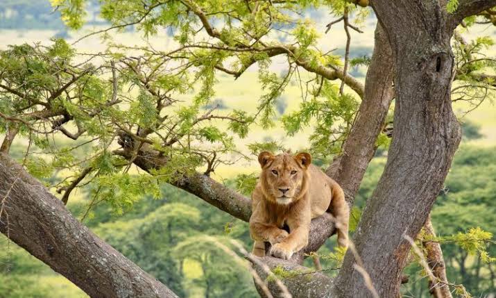 Queen Elizabeth tree climbing lions tour
