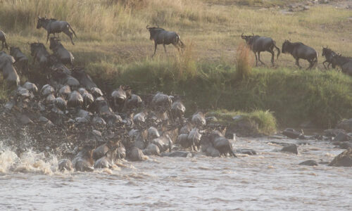 9 Days Tanzania Big Five and Great Migration Safari 9 Days Tanzania Big Five and Great Migration Safari