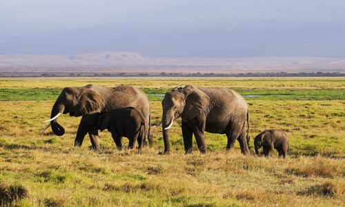 8 Days Kenya Big Five and Great Rift Valley Safari 8 Days Kenya Big Five and Great Rift Valley Safari