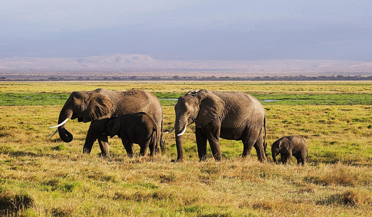 8 Days Kenya Big Five and Great Rift Valley Safari