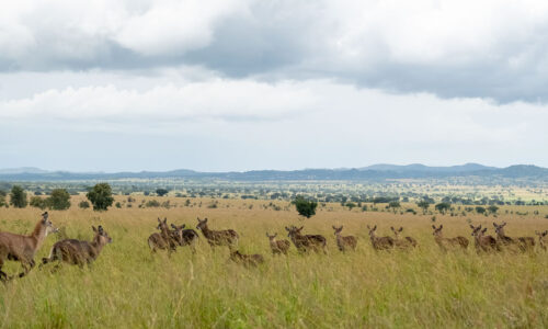 9 Days Luxury Uganda Wildlife, Primate and Cultural Safari 9 Days Luxury Uganda Wildlife, Primate and Cultural Safari