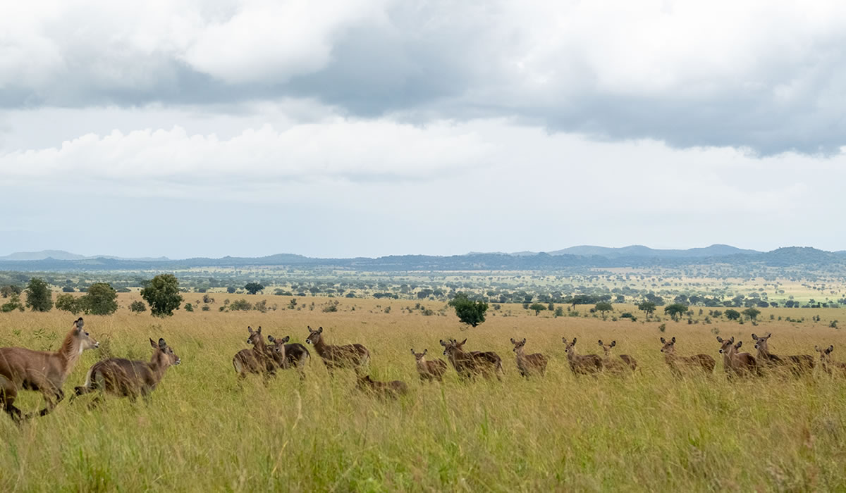9 Days Luxury Uganda Wildlife, Primate and Cultural Safari