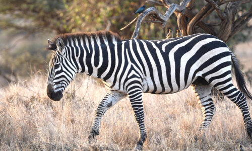 8 Days Maasai Mara, Lake Nakuru and Amboseli Safari 8 Days Maasai Mara, Lake Nakuru and Amboseli Safari
