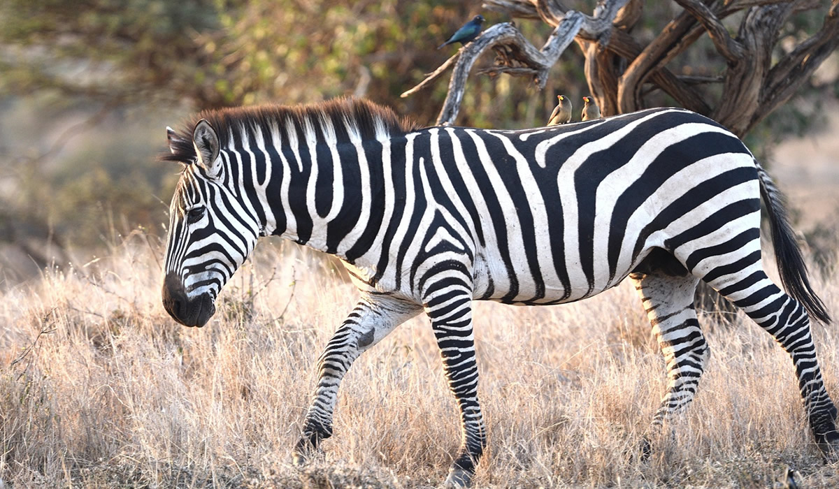 8 Days Maasai Mara, Lake Nakuru and Amboseli Safari