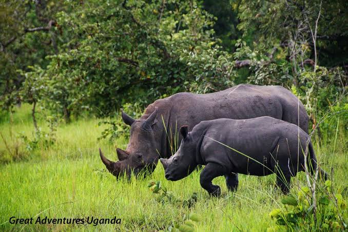 Ziwa rhino sanctuary tour: